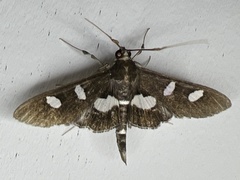 Desmia