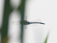 Aeshna mixta