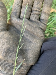 Muhlenbergia schreberi