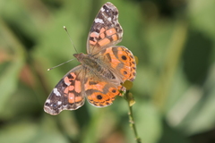 Vanessa braziliensis