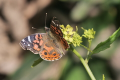 Vanessa braziliensis