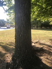 Liquidambar styraciflua