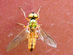 Sargus bipunctatus
