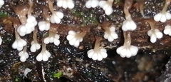 Oligonema verrucosum