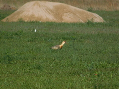 Theristicus caudatus