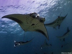 Mobula alfredi