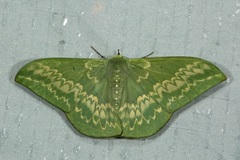 Tanaorhinus malayanus