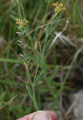 Pimelea sericostachya