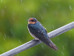 Hirundo tahitica
