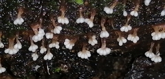 Oligonema verrucosum
