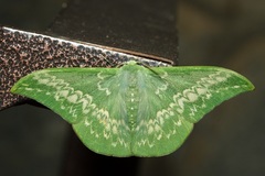 Tanaorhinus malayanus