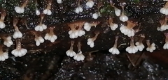 Oligonema verrucosum