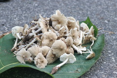 Termitomyces fuliginosus