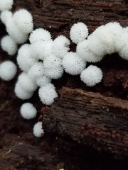 Ceratiomyxa fruticulosa