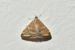 Loxostege munroealis