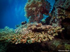 Cymbacephalus beauforti