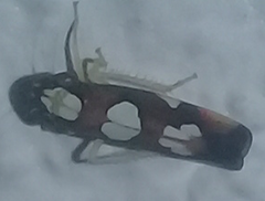 Erythrogonia sexguttata