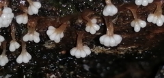 Oligonema verrucosum