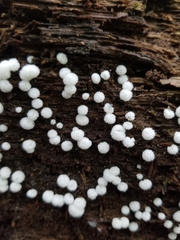 Ceratiomyxa fruticulosa