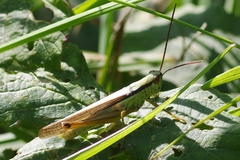 Mecostethus parapleurus