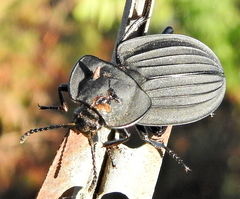 Silpha punctulata