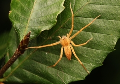 Pisaurina mira