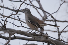 Mimus triurus