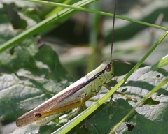 Mecostethus parapleurus