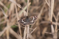 Burnsius orcynoides