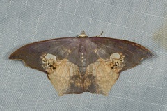 Timandromorpha energes