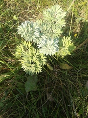 Artemisia absinthium