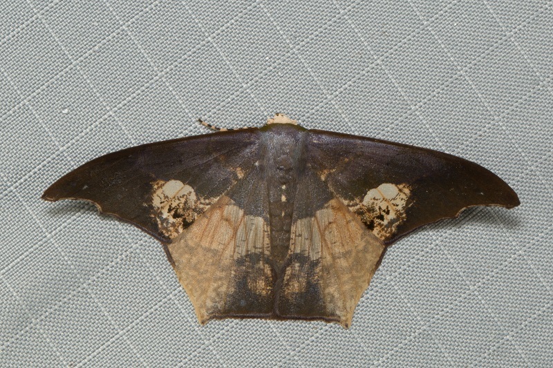 Timandromorphini