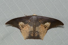 Timandromorpha energes