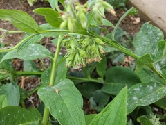 Symphytum officinale