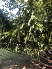 Taxus baccata