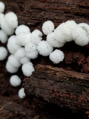 Ceratiomyxa fruticulosa