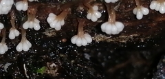 Oligonema verrucosum