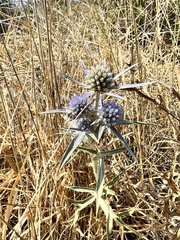 Eryngium amethystinum