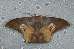 Timandromorpha energes