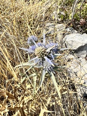 Eryngium amethystinum