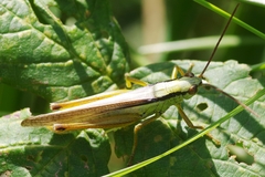 Mecostethus parapleurus
