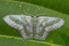 Maxates thetydaria