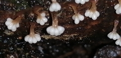 Oligonema verrucosum