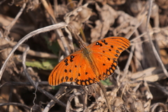 Dione vanillae maculosa