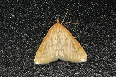 Hahncappsia pergilvalis