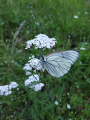 Aporia crataegi