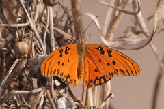 Dione vanillae maculosa