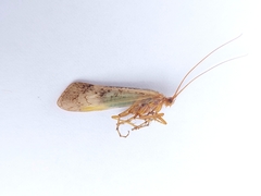 Limnephilus