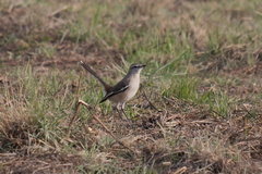 Mimus triurus