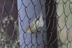 Phylloscopus humei